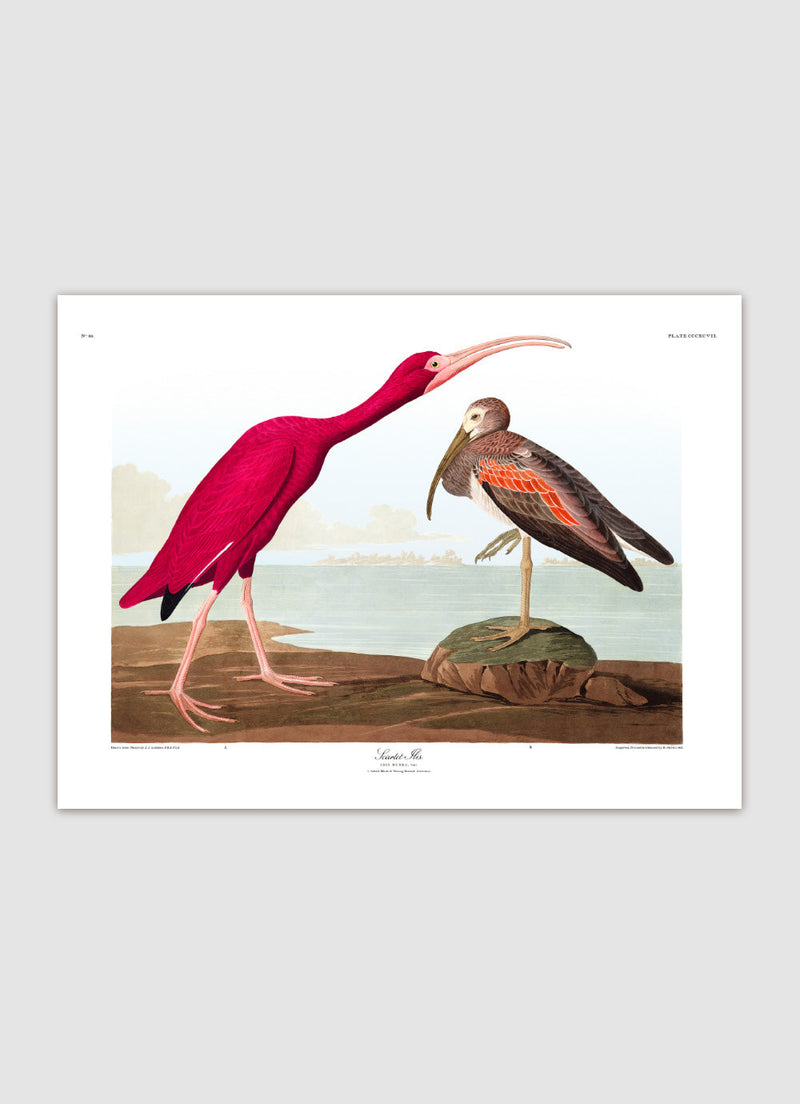 Scarlet Ibis