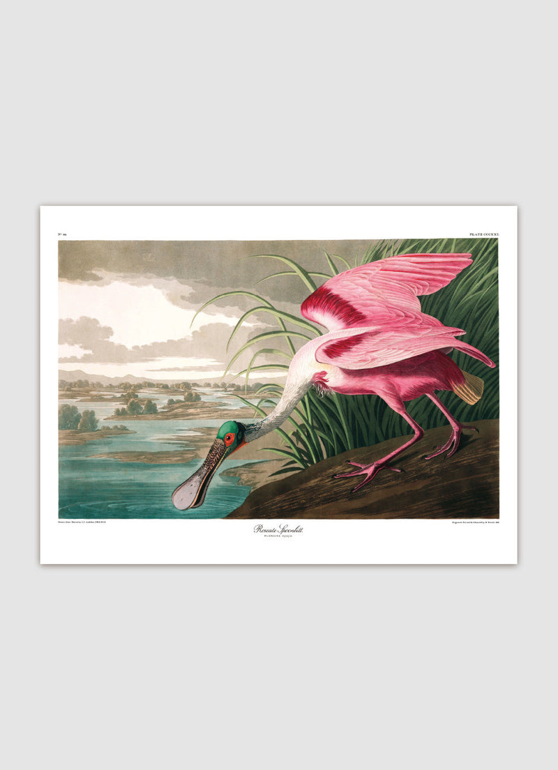 Roseate Spoonbill