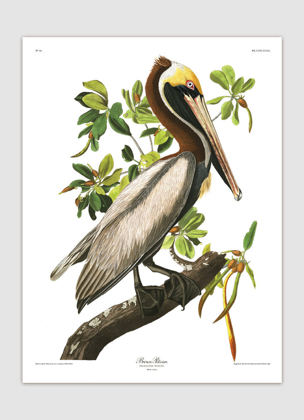 Brown Pelican