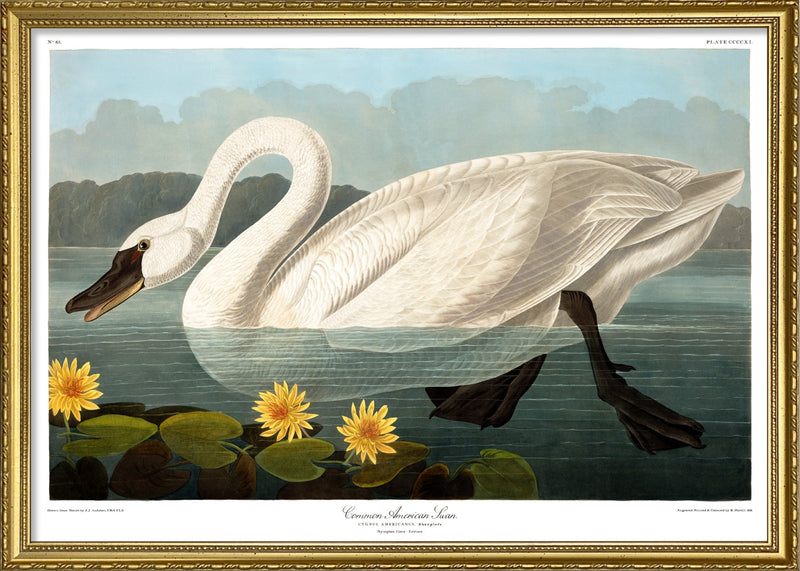 Swan