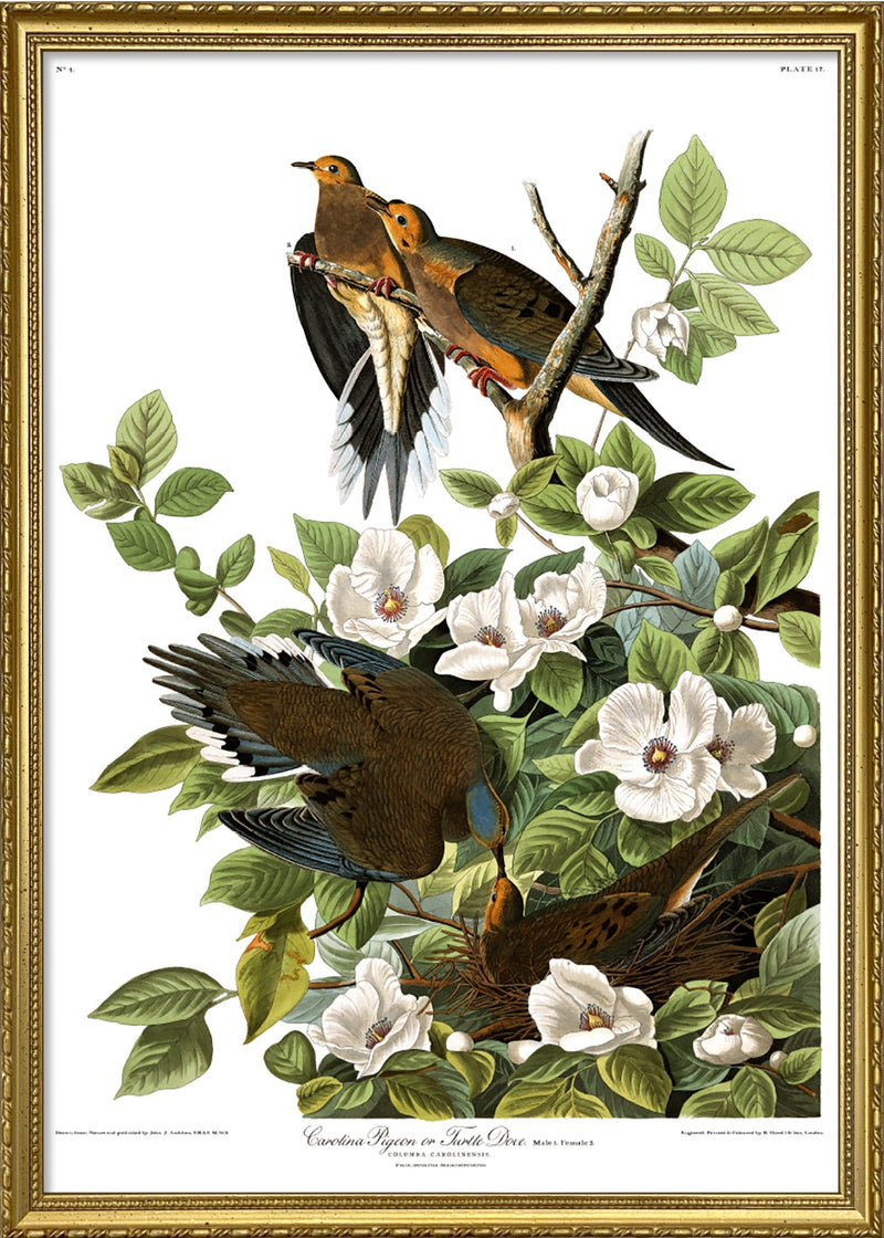 Turtle Dove