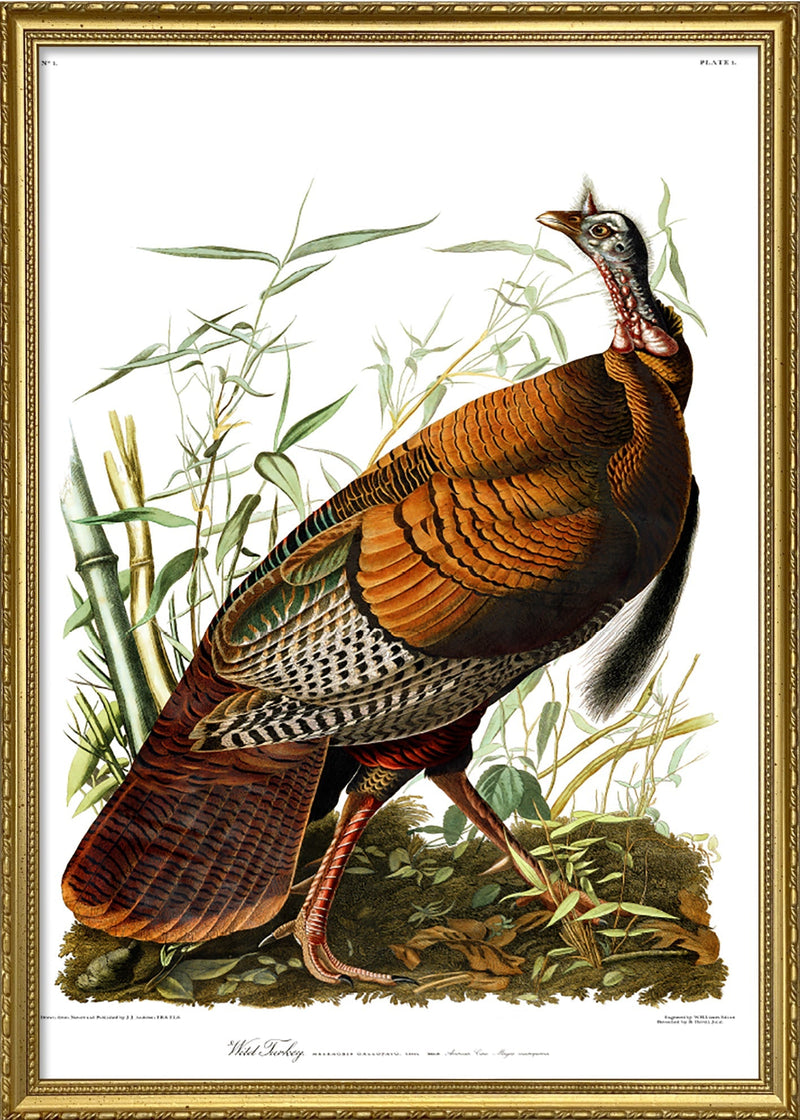 Wild Turkey