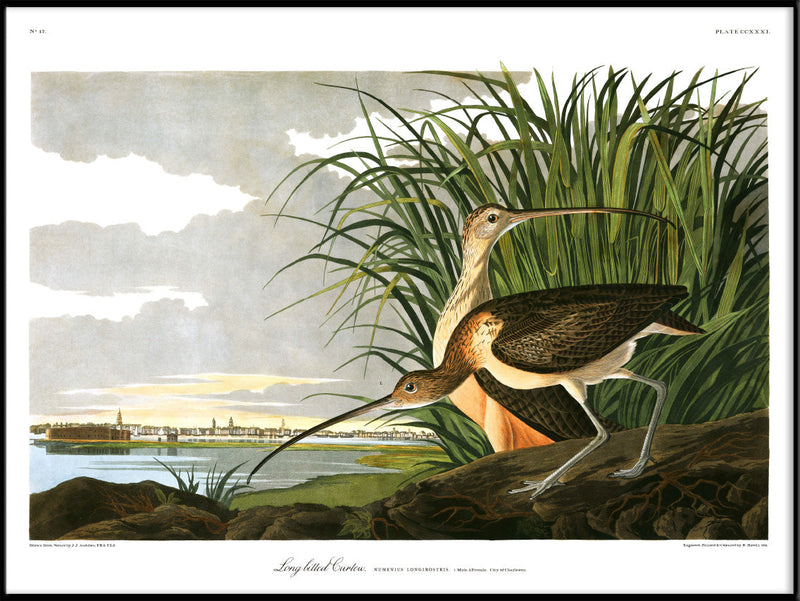 Long Billed Curlew