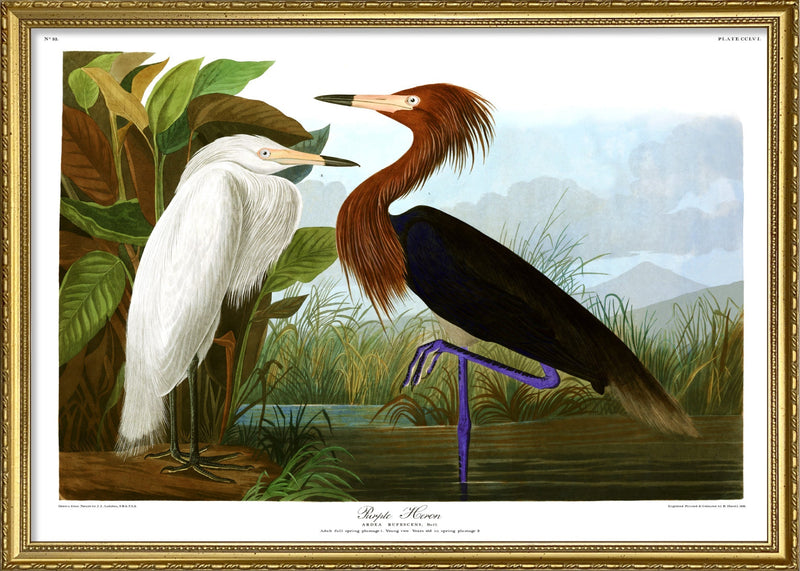 Purple Heron