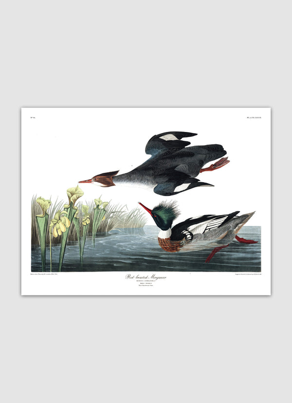 Red-breasted Merganser