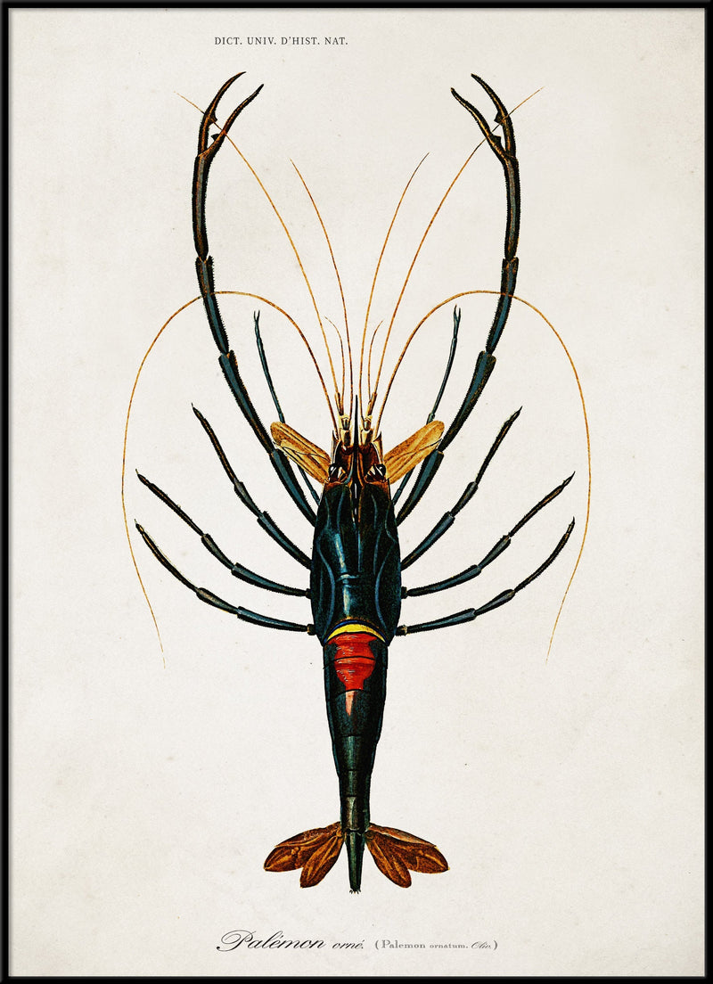 Crayfish