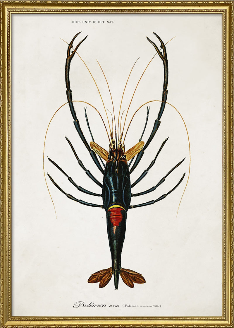 Crayfish