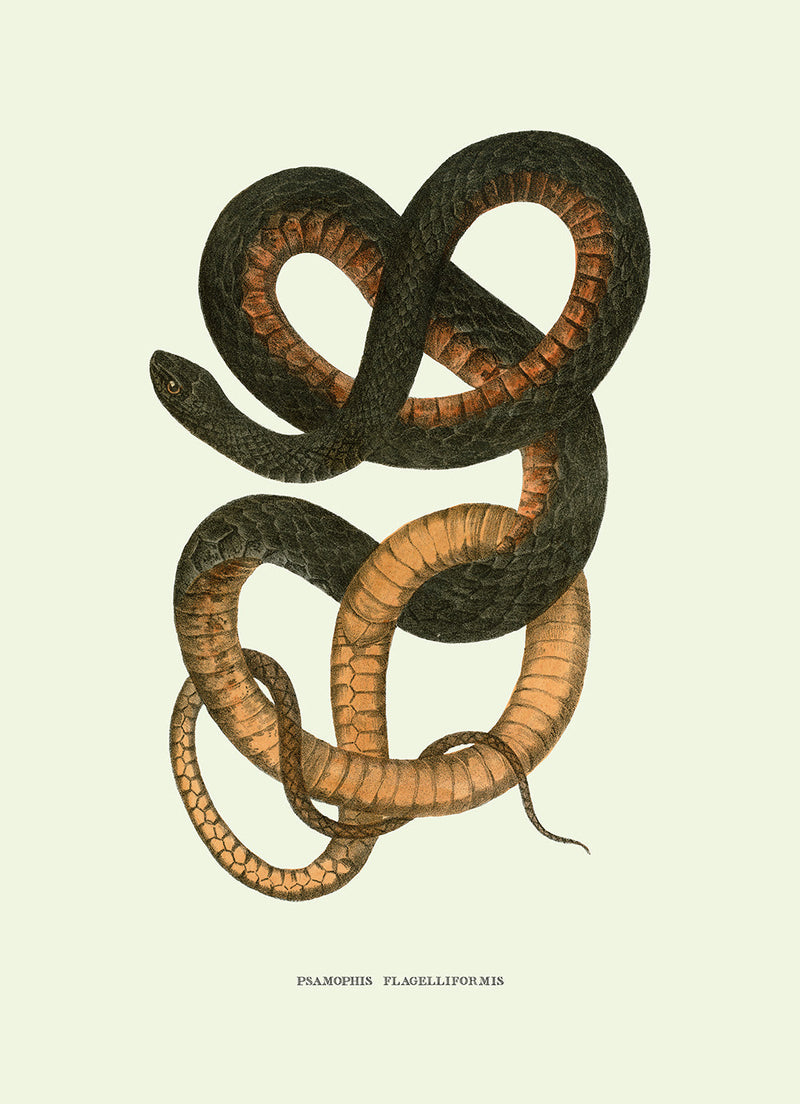 Psamophis Flagelliformis