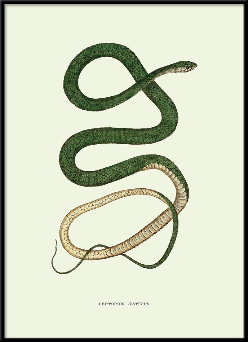 Leptophis Æstivus