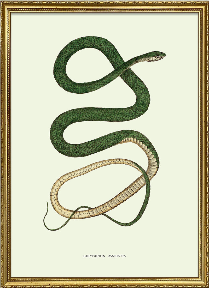 Leptophis Æstivus