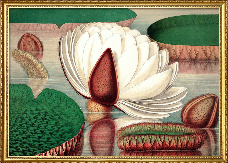 Nymphaeaceae I