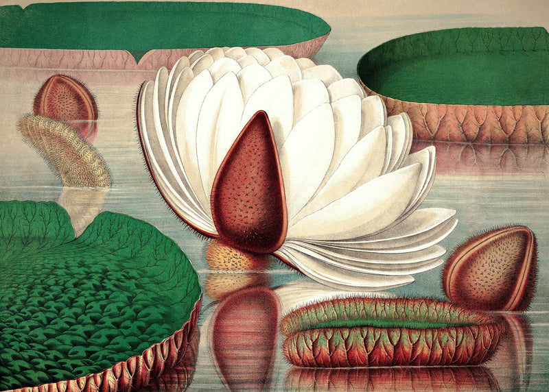 Nymphaeaceae I