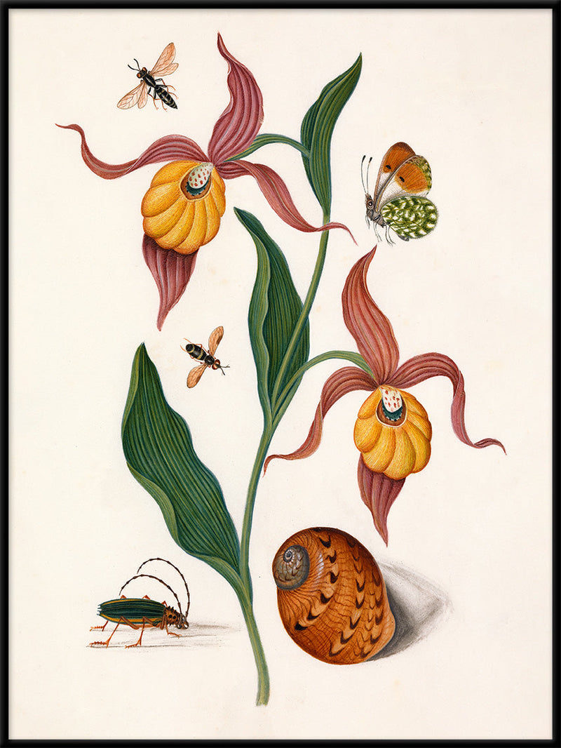 Orange Lillies, Insects & a Shell