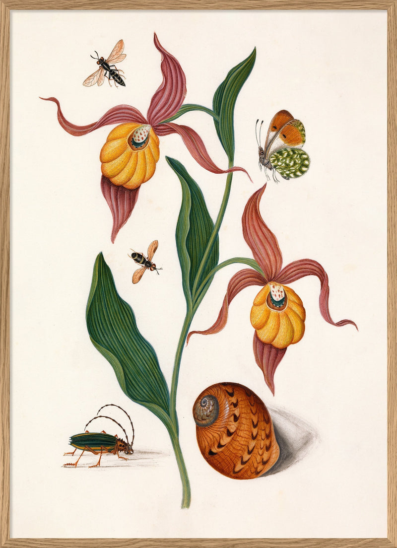 Orange Lillies, Insects & a Shell