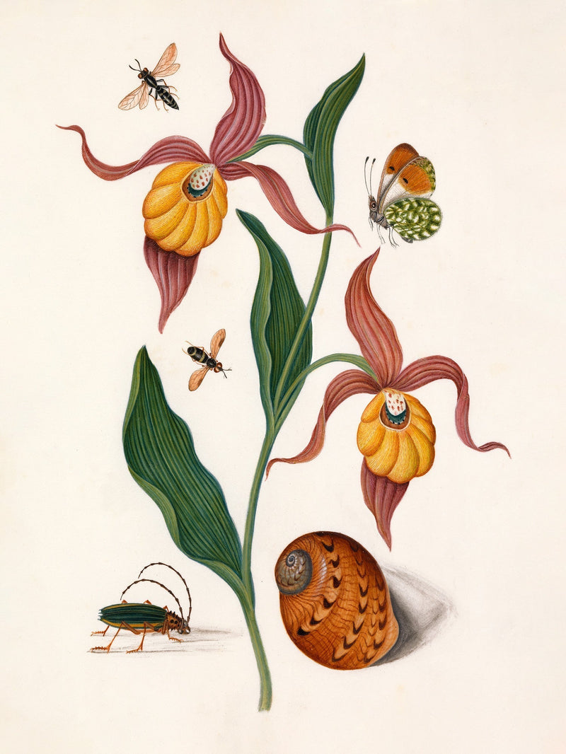 Orange Lillies, Insects & a Shell