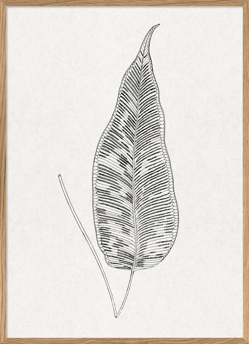 Leaves