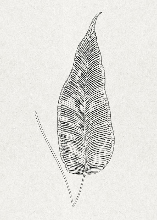 Leaves