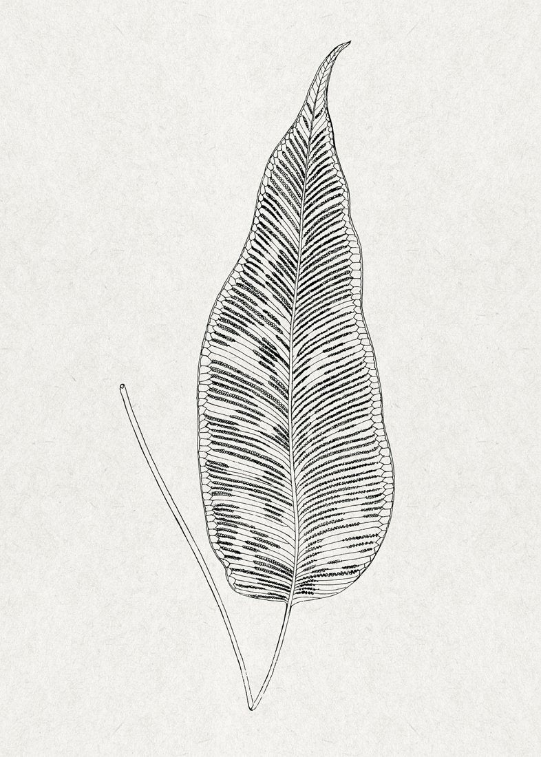 Leaves