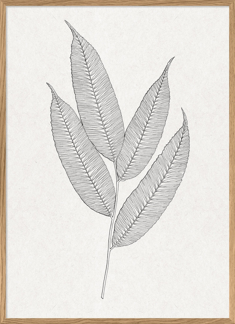 Leaves