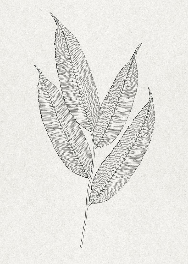 Leaves