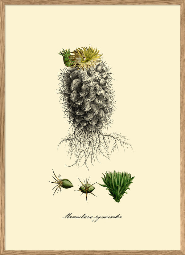 Mammillaria Pycnacantha