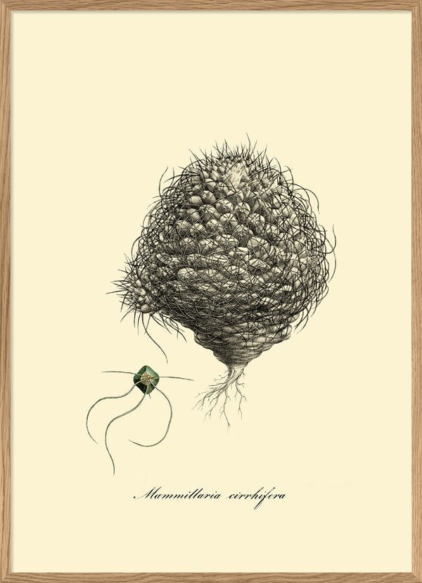 Mammillaria Cirrhfera