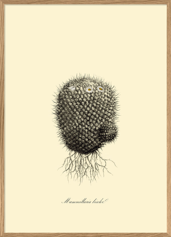 Mammillaria Licolor