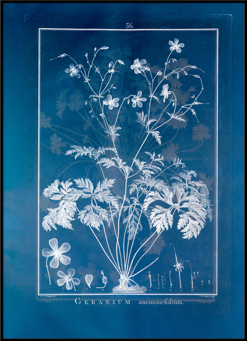 Geranium Anemonefolium