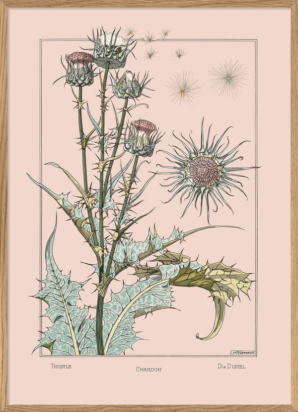 Thistle - Chardon - Die Distel