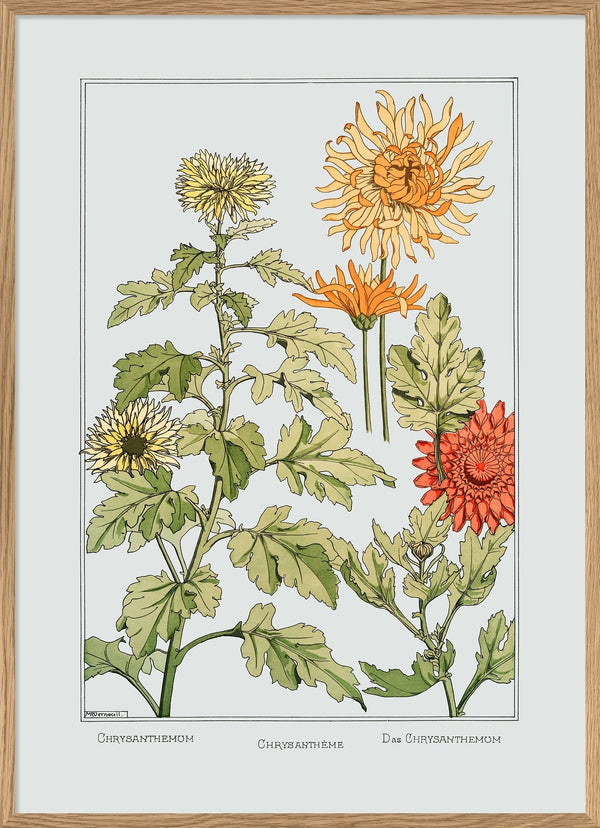 Chrysanthemum - Chrysanthème - Das Chrysanthemum