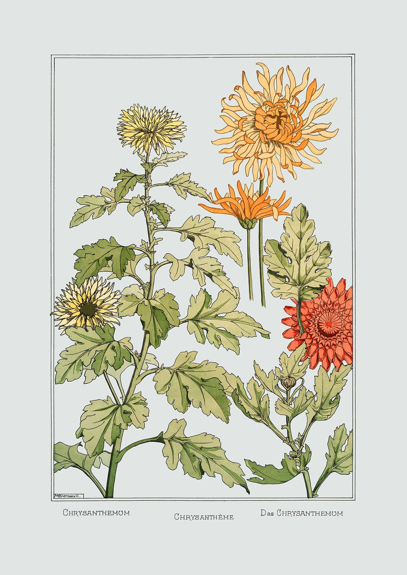Chrysanthemum - Chrysanthème - Das Chrysanthemum