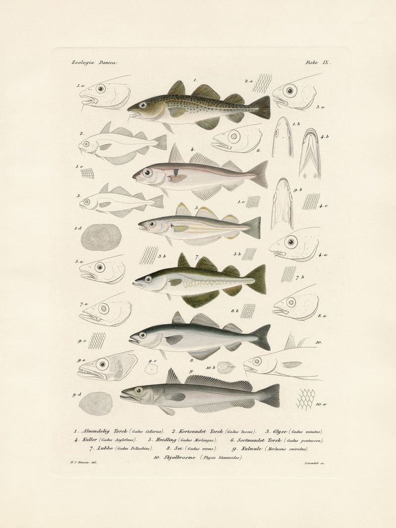 Fiske IX