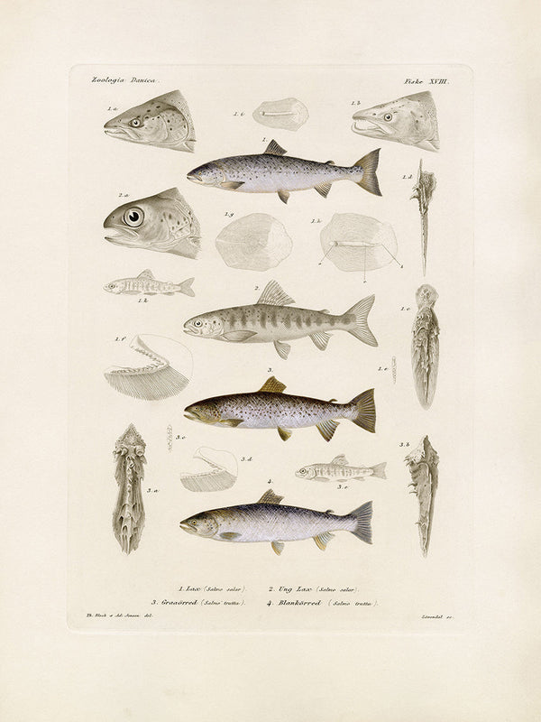 Fiske XVIII