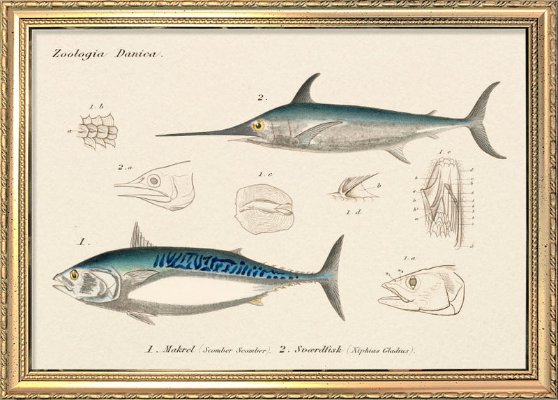 Makrel & Sværdfisk