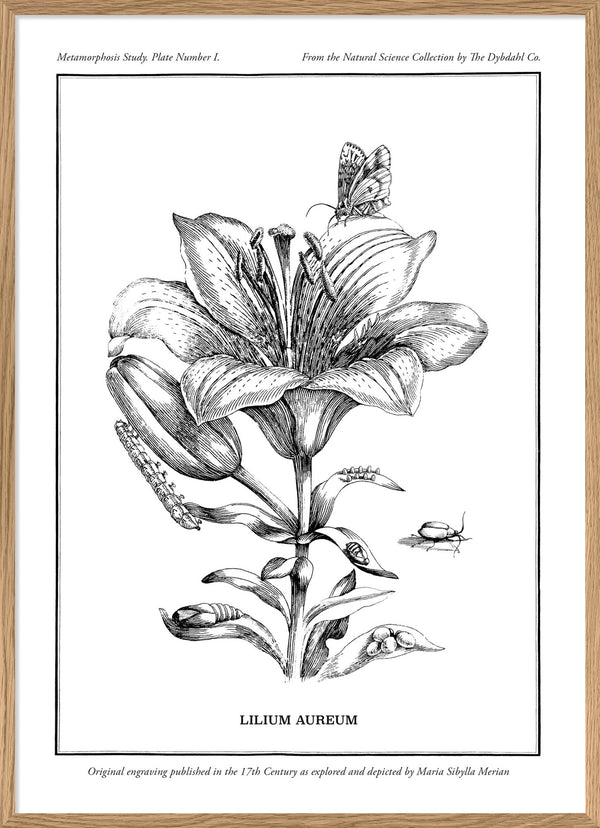 Merian Plate No.1 Lilium Aureum