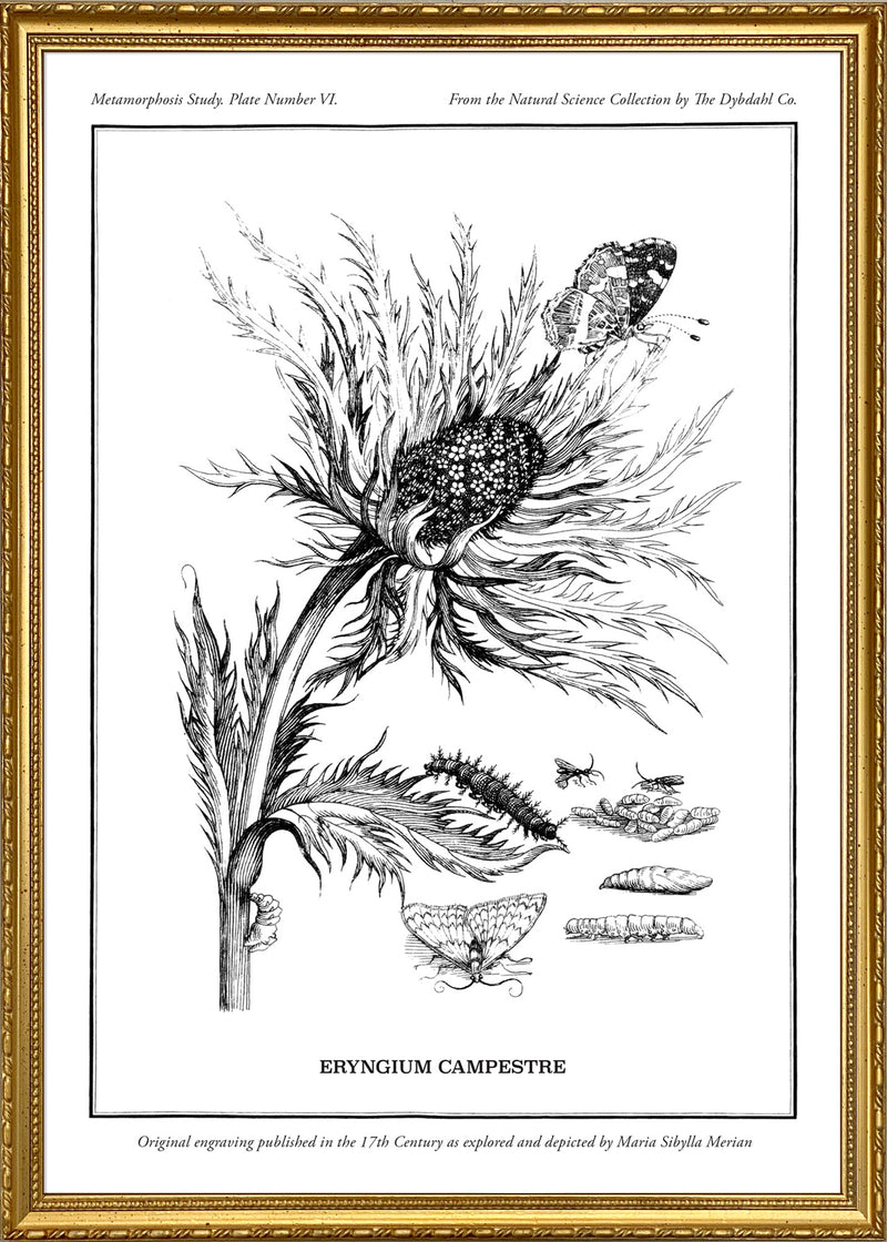 Merian Plate No.6 Eryngium Campestre