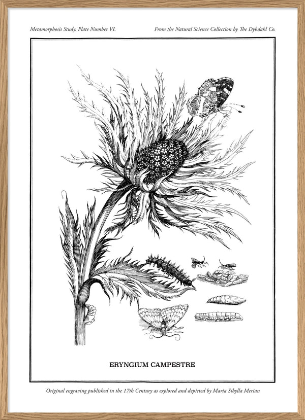 Merian Plate No.6 Eryngium Campestre