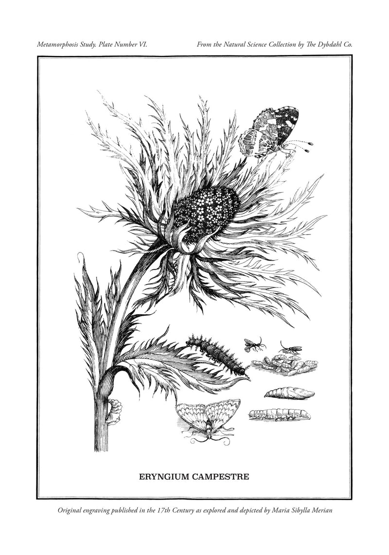 Merian Plate No.6 Eryngium Campestre
