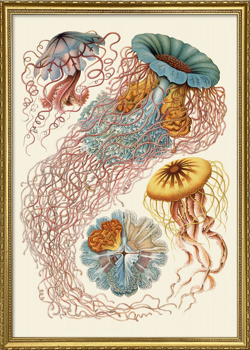 Discomedusae