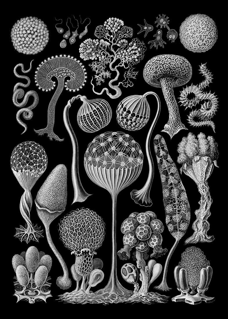 Mycetozoa