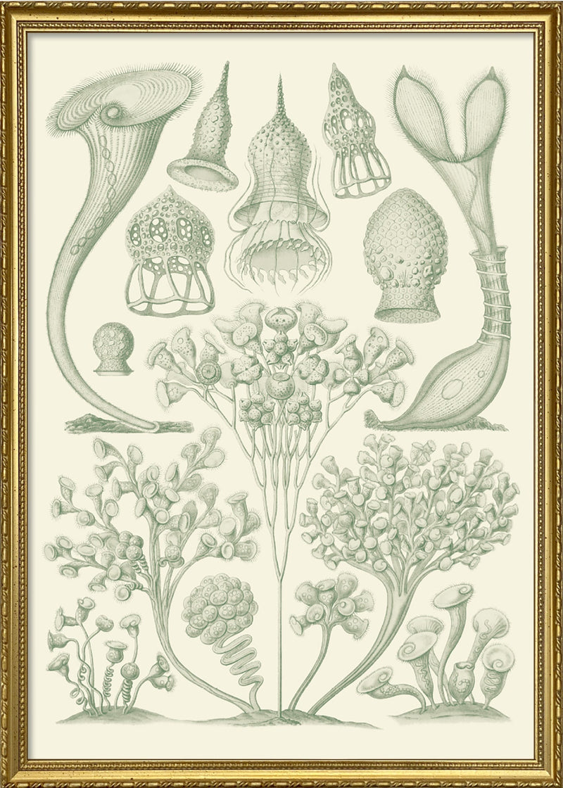 Ciliata
