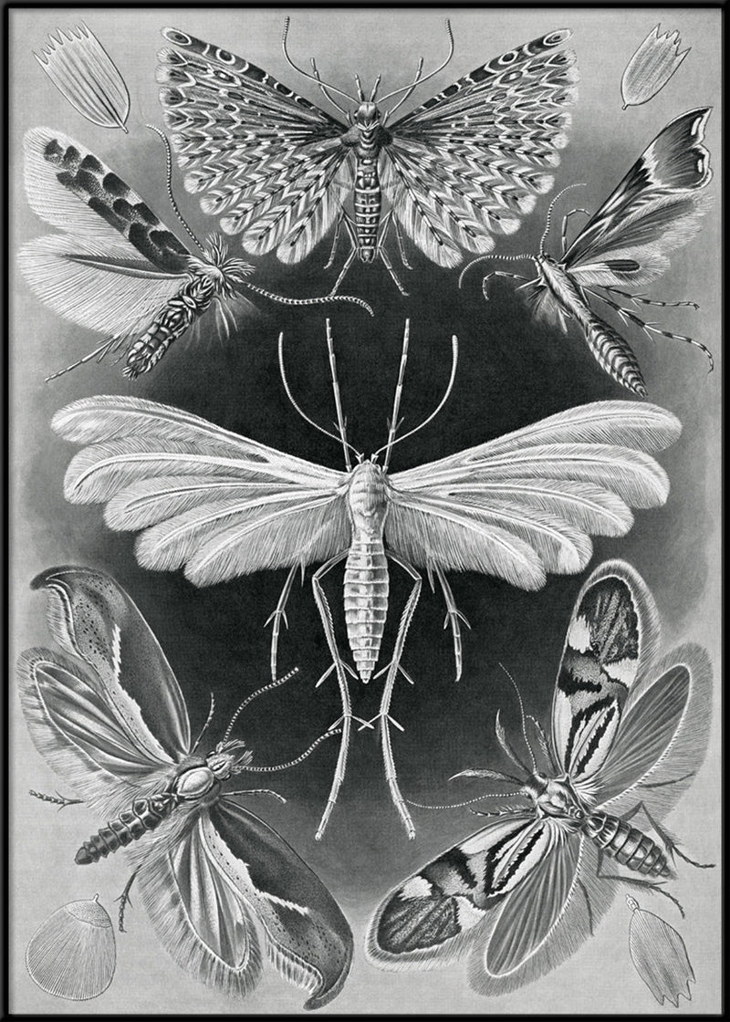 Alucita