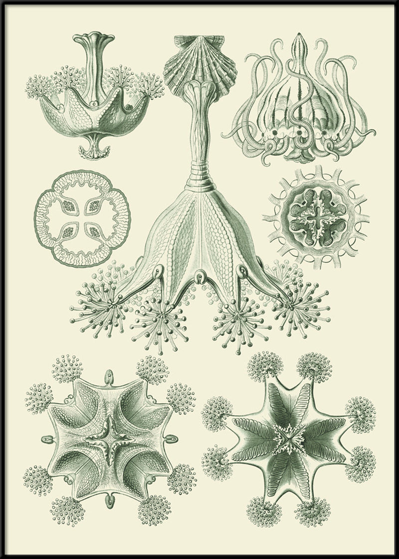 Stauromedusae