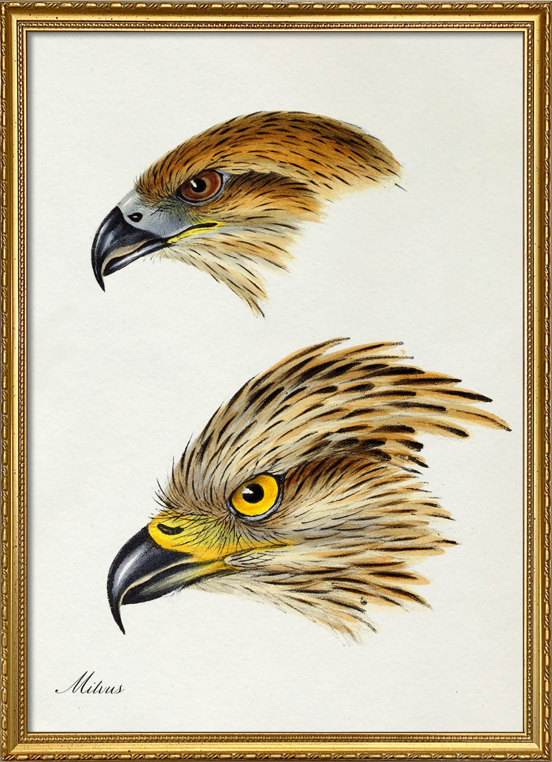 Milvus - Red Kite