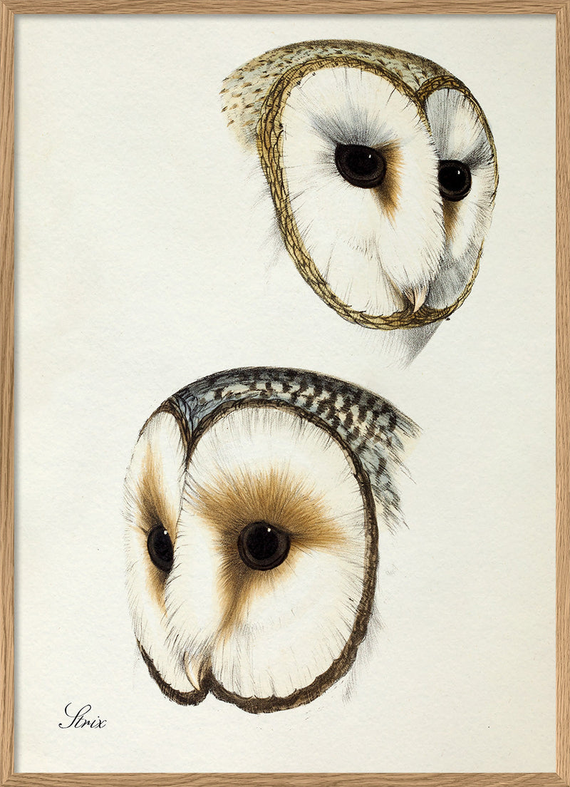 Strix - Owl