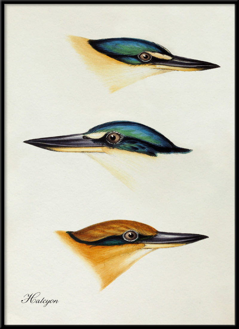 Halcyon - Tree Kingfisher