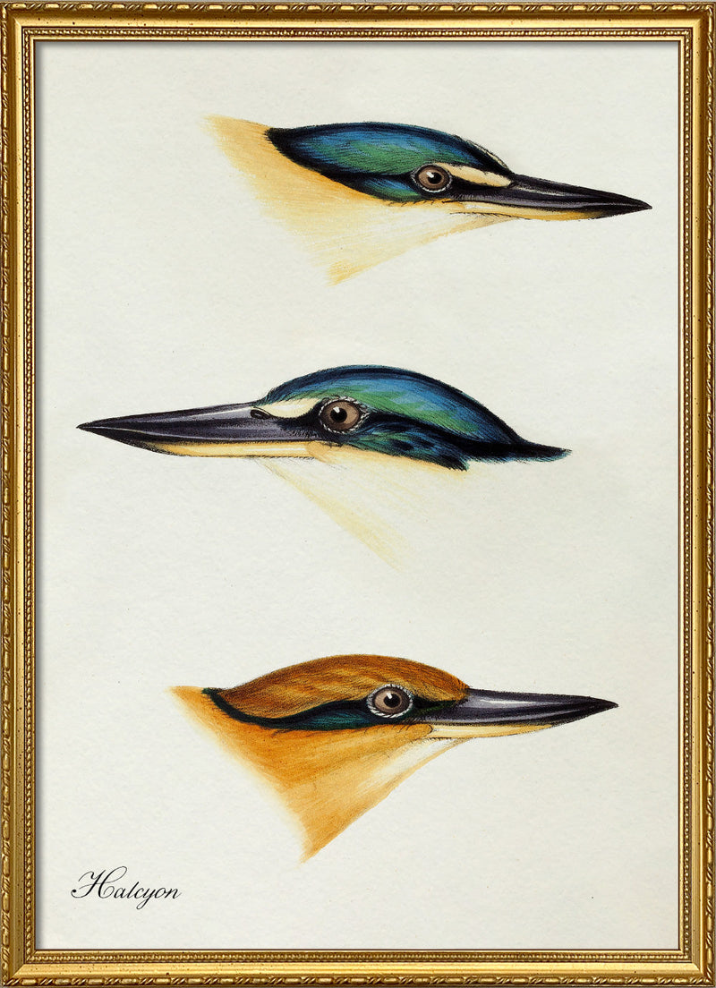 Halcyon - Tree Kingfisher