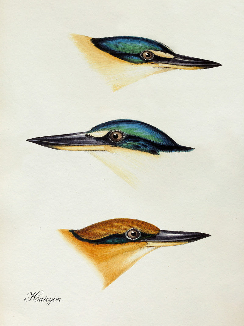 Halcyon - Tree Kingfisher