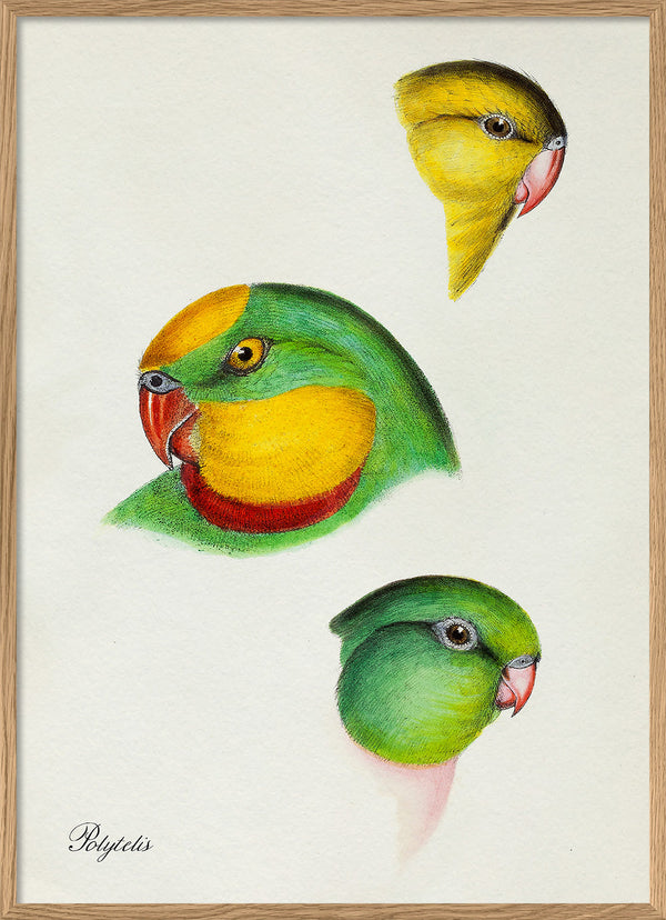 Polytelis - Parrot