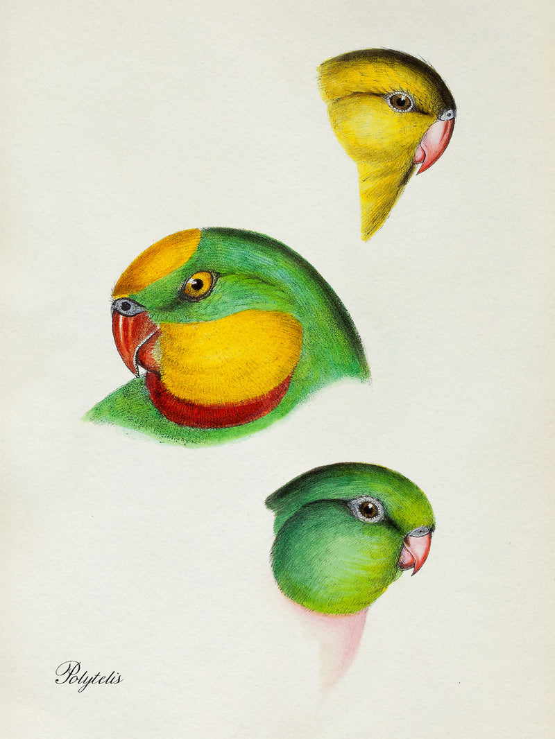 Polytelis - Parrot